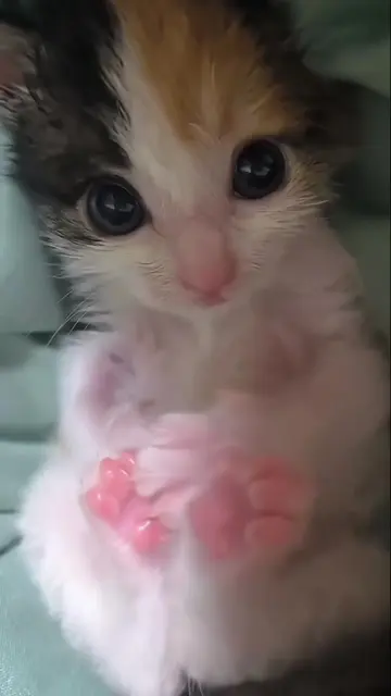 @kloutkittens