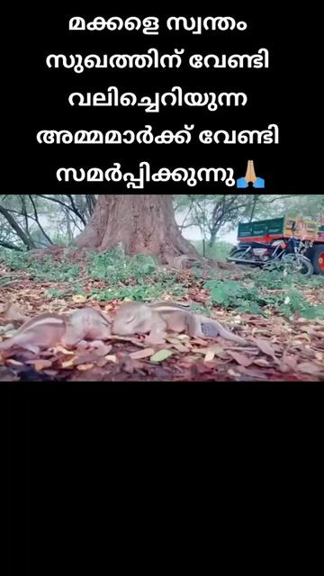 @danishkamal