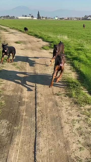 @blessed_dobies
