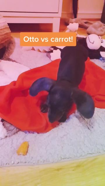 @Otto the mini dachshund
