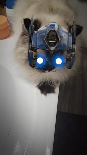 @CatWith