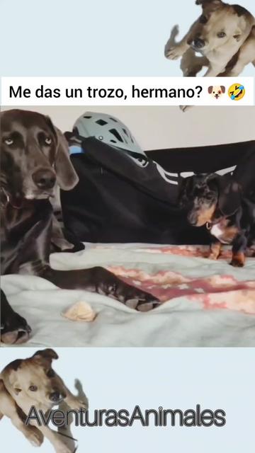 @AventurasAnimales