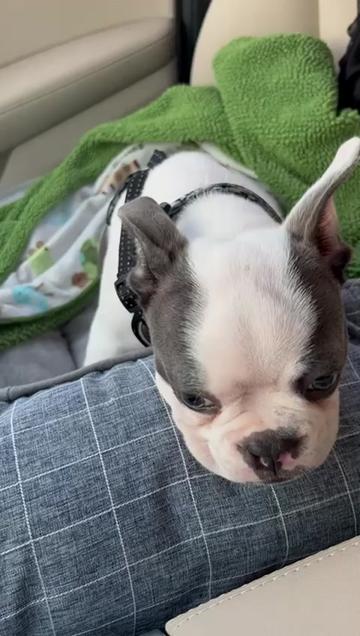 @Boston terrier