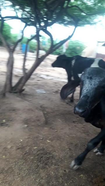 @રાજા મેલડી વાળા