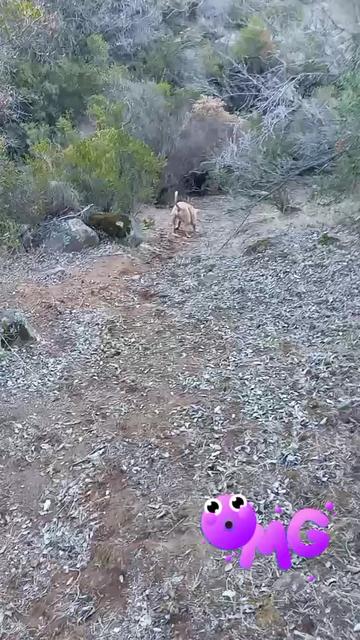 @vfaunreyes