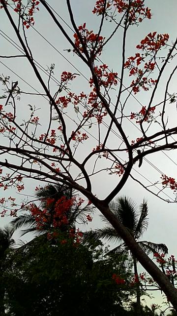 @Arathi Anil