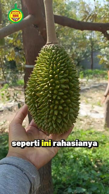 @Produksi Buah_SBS