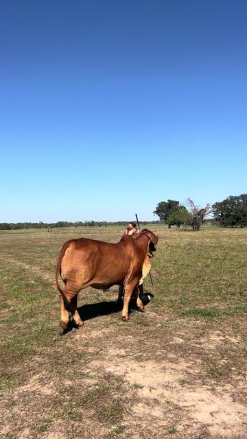 @The V6 Ranch