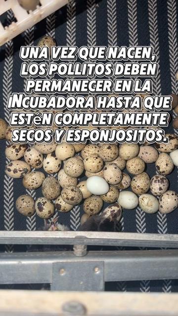 @👨🌾Frank Martinez🦊🩵💛💘