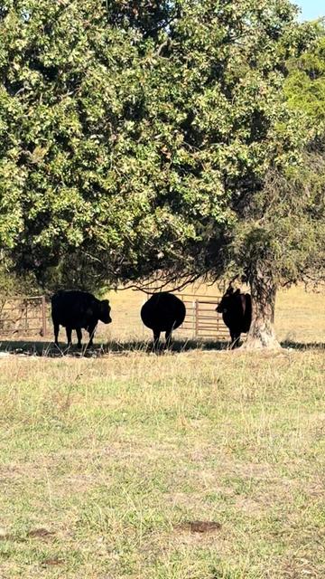 @Massey Land & Cattle