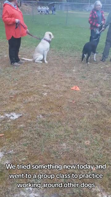@Service Pup Milo