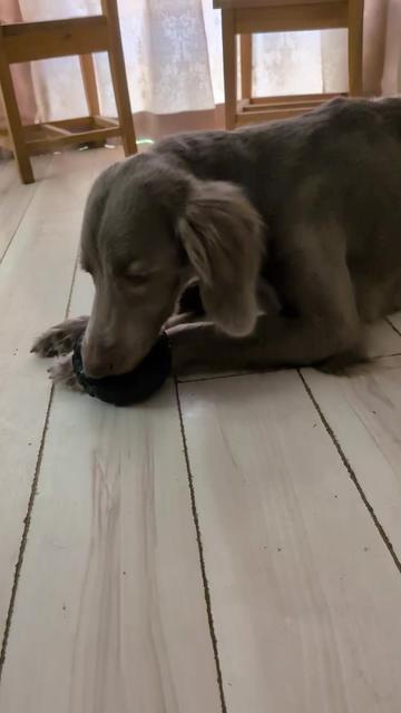 @大型犬3頭&小型老犬4頭多頭飼いの生活