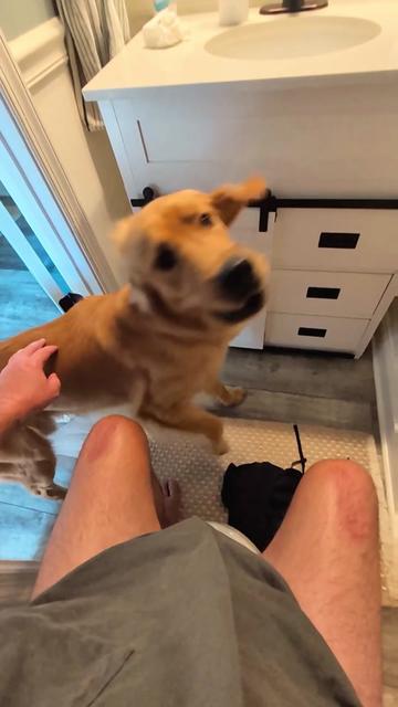 @Diarrhea Support Dog Training