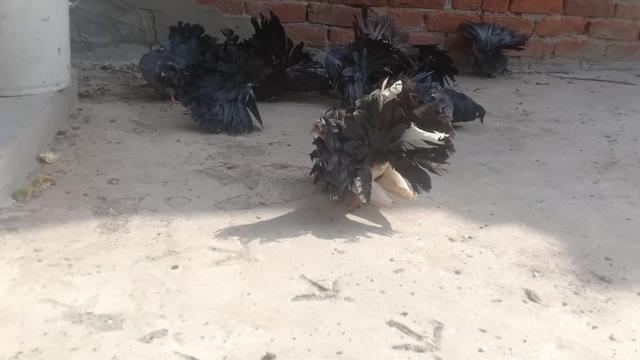 @royal birds