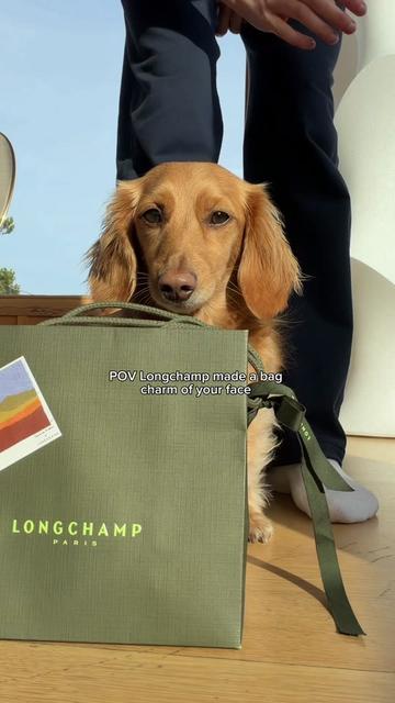 @cashewdachshund