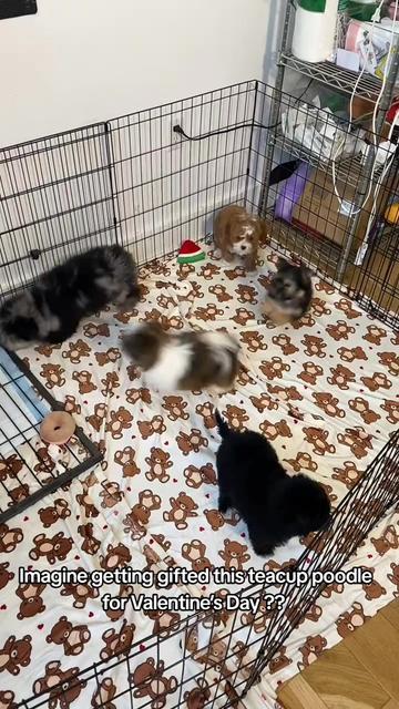 @homeraisedtinypoodles