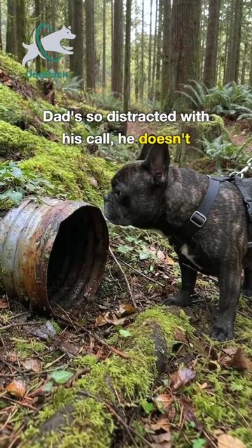 @DogPack