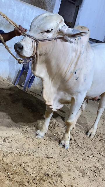 @Karachi Bull lovers