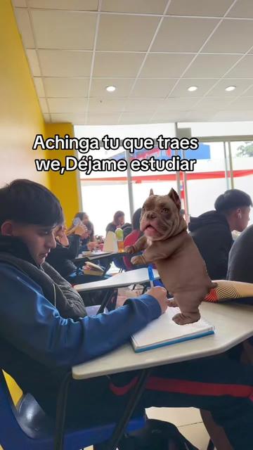 @El_chino09🥷🏻🇨🇳