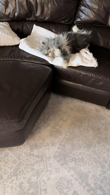 @atchoumthecat