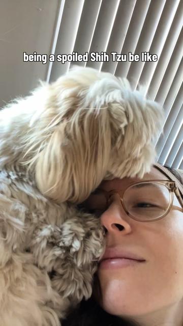 @Hugh the Shih Tzu