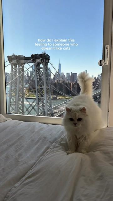 @Cleo the City Kitty