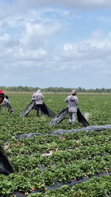 @AVL HARVESTING ๐จ๐พ