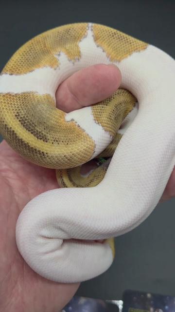 @Rikers Reptiles