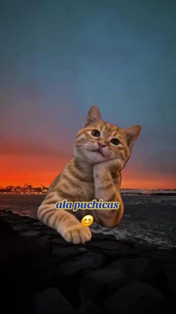 @🇲🇽Guli.Carrada 🐈⬛