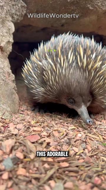 @WildlifeWonderTV Animal Facts