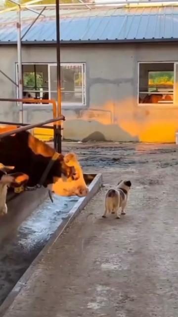 @KidZoo Comedy