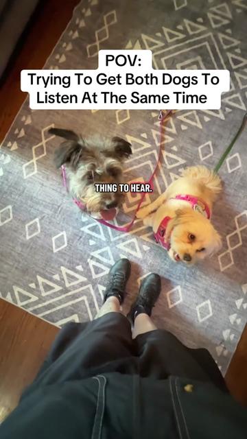 @Best Buddy Dog Trainer LLC