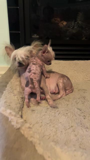 @Chinese Crested Cuties
