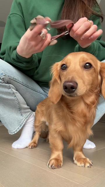 @cashewdachshund