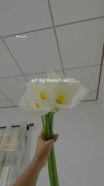 @Shehara Fernando