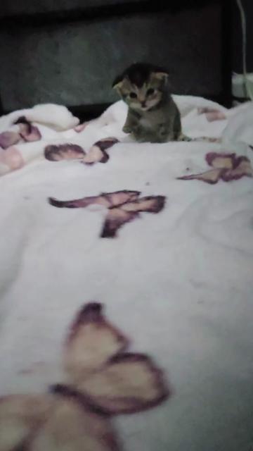 @Brittany's Beauties Kittens