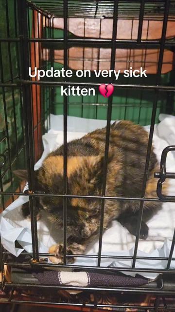 @Wellness for Pet