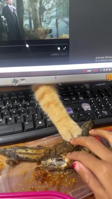 @Chonky World Of Cats