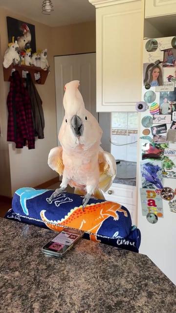 @Barney the West Coast Cockatoo