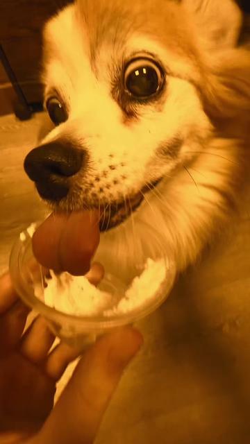 @Dogtopia South Ann Arbor