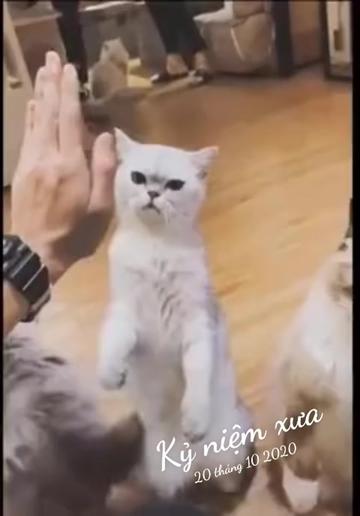 @JBN CATS