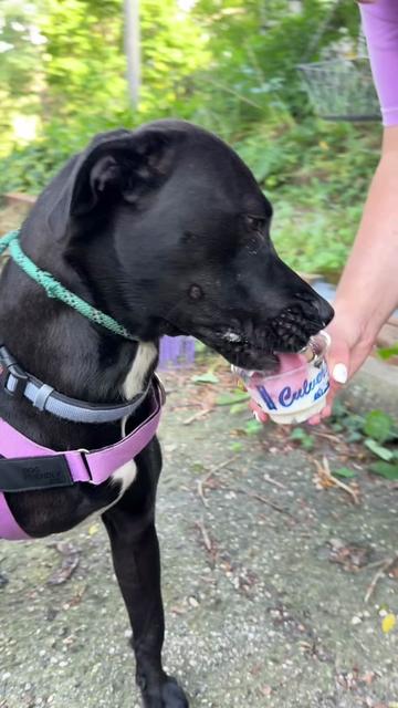 @sftsanimalrescue