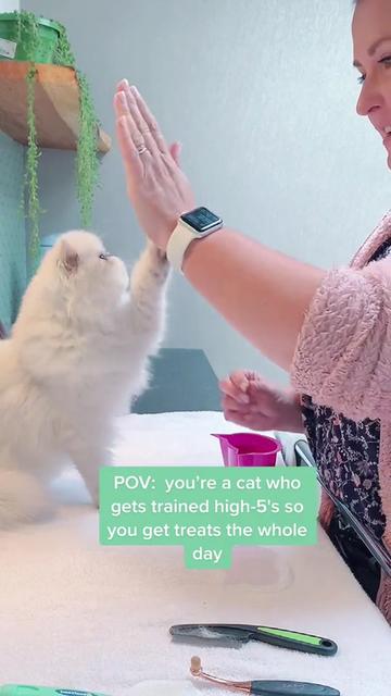 @Dutchkittycat