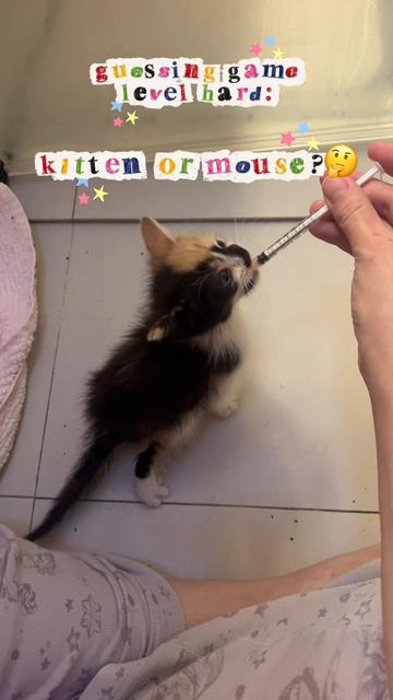 @toe beans inc!🐾