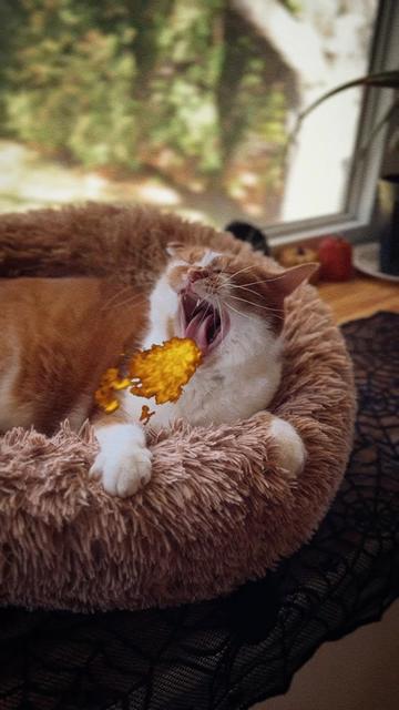 @Beauty and the Bean