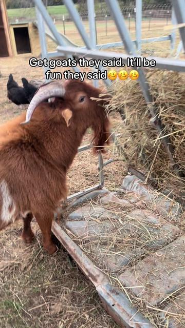 @Momma Tay🐐🐓👩🏼🌾💕