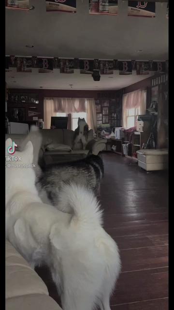 @Husky 6 Pack