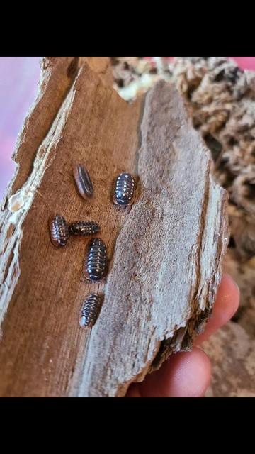 @TheReptileCompanyofWisconsin