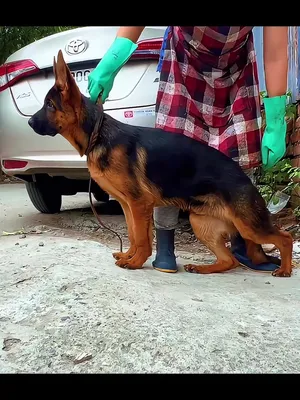 @Trại chó Becgie hoàng Minh