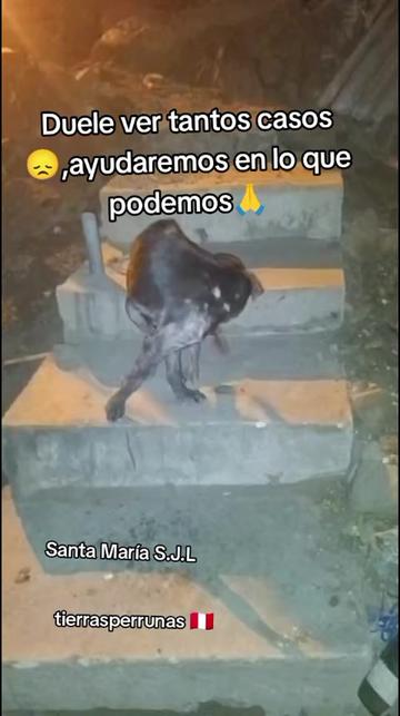 @Asociaci&oacute;n T.Perrunas🐕🐈🇵🇪
